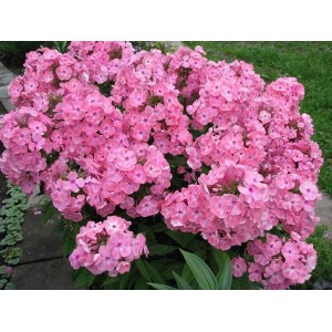 Флокс Phlox Викинг